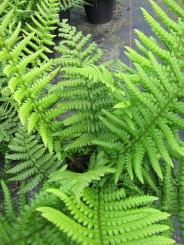Spreuschuppiger Wurmfarn - Dryopteris affinis - Farne