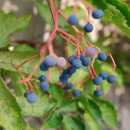 wilder wein, jungfernrebe - büropflanzen immergrüne Parthenocissus Quinquefolia immergrün winterhart kletterpflanze nachhaltige produkte balkon für sonnige plätze kräutergarten balkon 300samen