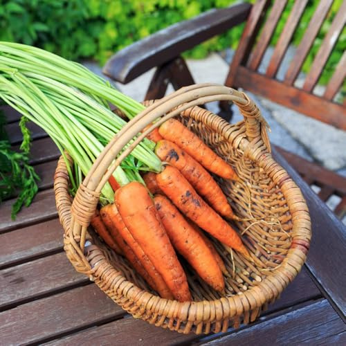 semi di carota biologici - vecchie varietà balcone resistenti interno giardino 800pcs