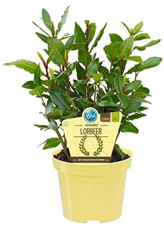 Árbol Natural Laurus Nobilis Planta de Exterior