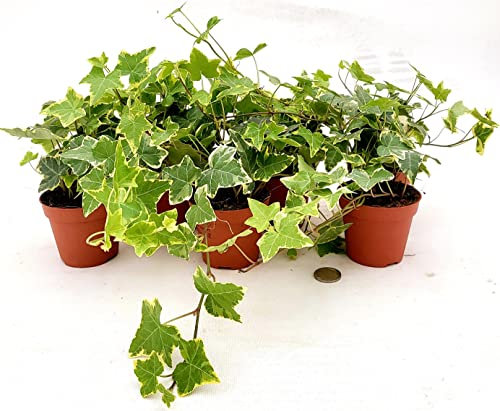 POWERS TO FLOWERS - EDERA VASO 9 VARIEGATA GIALLA, 9 PIANTE, VASO 9CM DIAMETRO, piante vere
