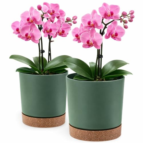 PECZEKO Blumentopf matt, Pflanzkübel aus Übertopf Kunststoff Dekorativer Topf für, groß und klein Pflanzen, 2er-Set blumenkübel, blumenkübel kräutertopf (2 Pack) Grün, ø 13 cm
