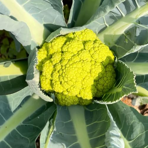 Semi di cavolfiore - all'esterno copertura del terreno rare semi di per luoghi soleggiati invernali regali 400pcs