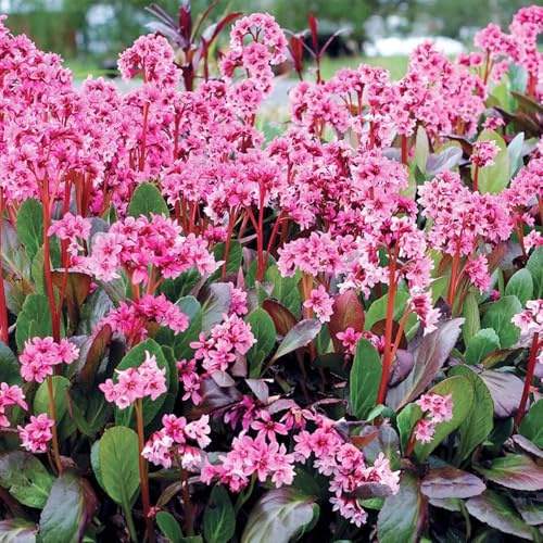 bergenien, mehrjährig bergenien balkon kräutergarten, zimmerpflanzen indoor kräutergarten exotische winterhart 25samen