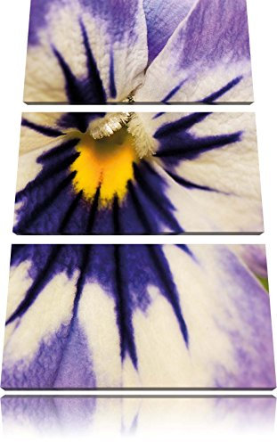 Pixxprint farbenfrohes Stiefmütterchen, Leinwandbild 3 Teilig, Gesamtmaß: 120x80cm, Wandbild, Dekoration, fertig gespannt, Kein Poster