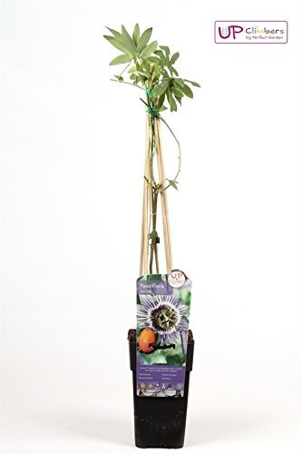 Winterharte Passionsblume, exotische Schönheit, (Passiflora caerulea), ca. 65cm hoch im 15cm Topf, (Blau)