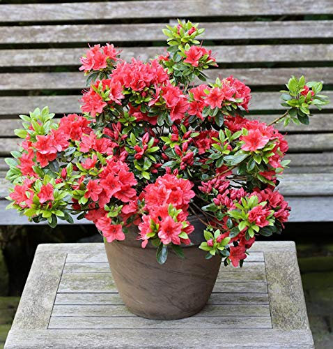 Japanische Azalee Orange Beauty 25-30cm - Rhododendron luteum - Zwerg Alpenrose - lebende Gartenpflanze aus den Baumschulen