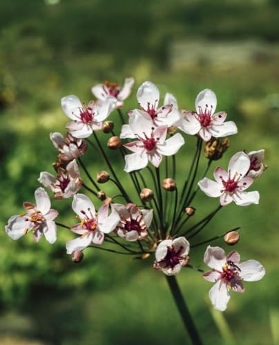 Butomus umbellatus 'Schneeweißchen' 9x9 cm Topf – Winterhart, Mehrjährig, Pflegeleicht – Schwanenblume – Teichpflanze für Teichrand & Flachwasser
