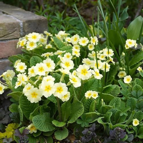 semi di primula resistenti all'esterno primule selvatiche selvatici da balcone ornamentali decorazione per aiuole rialzate 200pcs