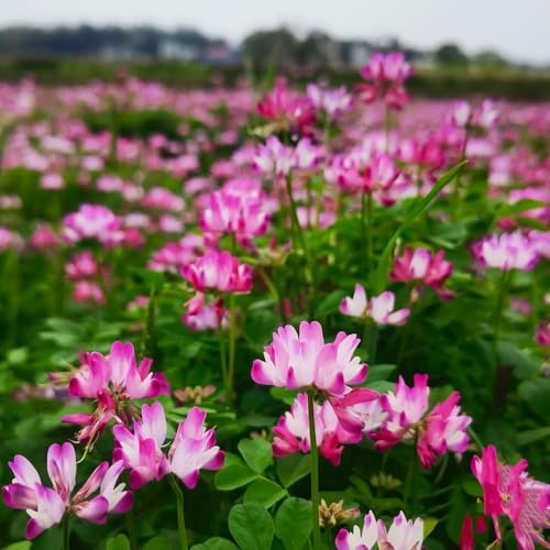 Astragalussamen pflanzensamen balkonblumen kräutersamen winterfeste für balkon sommerblumen blumensamen mehrjährig winterhart topfpflanzen draußen 500samen