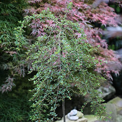 Hochstamm Zwergmispel Eichholz 80-100cm - Cotoneaster dammeri