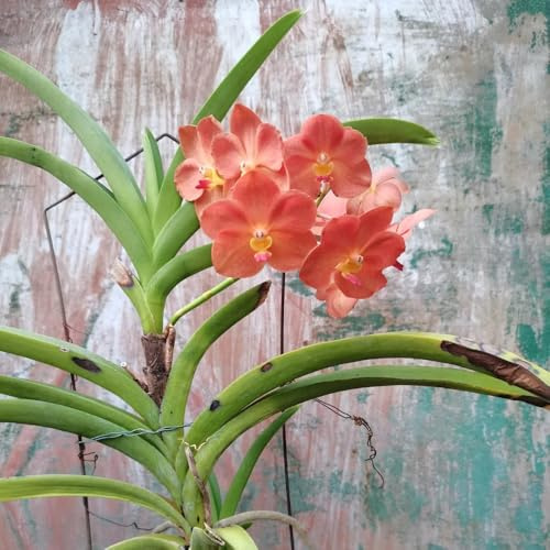 semi di orchidea vanda - esotiche, perenni resistenti giardino 50pcs