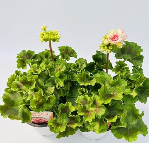 Pianta di Geraneo RoseBud Astrid su vaso cm 14, 2 piante MODIPITRE