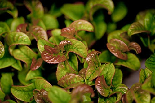 Leucothoe axillaris 'Curly Red' 20-30 cm – Winterhart, Immergrün & Pflegeleicht – Traubenheide – Zierstrauch für Kübel & Beet