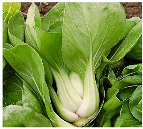 PREMIER SEEDS DIRECT Cabbage - Baby PAK Choi White - 500 Seeds - Organic