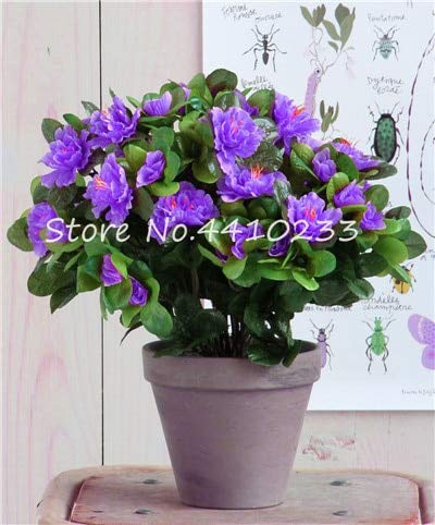 Nouvelles graines de fleurs d'azalée rhododendron pour jardin de lavande paquet de 100 graines