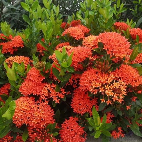 Rubiaceae - Seltene serie - gartensamen kräutersamen wildblumensamen wildblumenwiese mehrjährig exotische steingartenpflanzen winterhart balkon 75samen