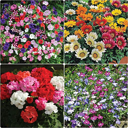 Annual Bedding Plants and Hanging Basket Mix 24 x Geranium, 24 x Petunia, 24 x Lobelia, 24 x Gazania Plug Plants for Potting On - Multi-Colour Plant Mix Pack of 96 Plants