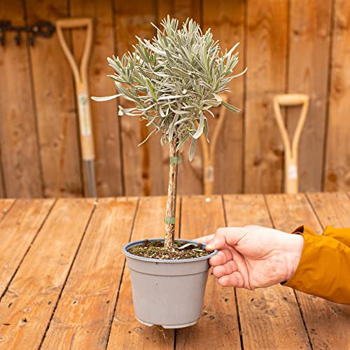 Lavender Lollipop Herb Bush | Fresh Herbs Kitchen Garden Aromatherapy Scented