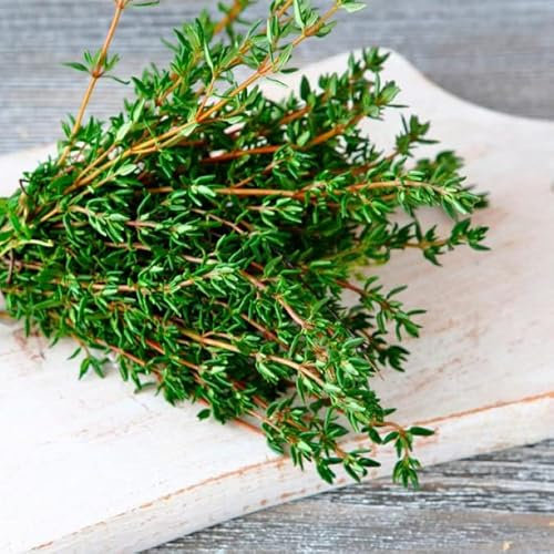 Sobre de Semillas de Tomillo PREMIUM Semillas Thymus Vulgaris para Cultivo