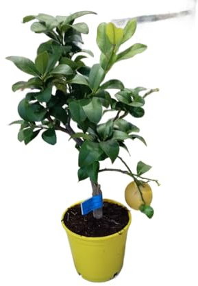 Citrus Limon Natural Árbol Frutal de Exterior en Maceta de 17cm Ideal para el Cultivo Casero