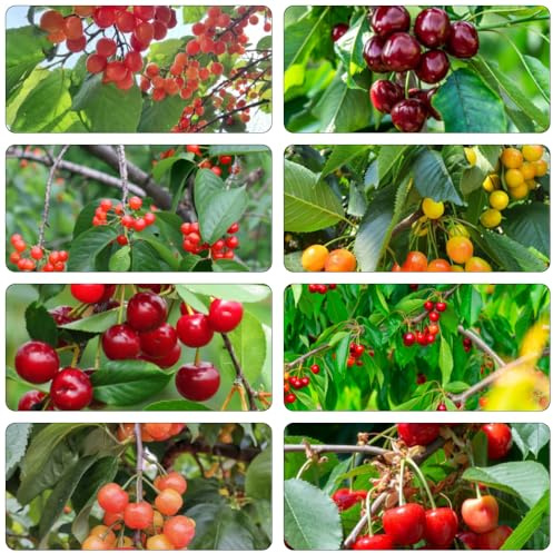 kirschbaum bonsaibaum obstpflanzen gartenpflanzen säulenobstbäume bonsai topf säulenobst hochbeete für garten obstbaum Kirsche säulenkirsche Süsskirsche balkon deko obstsamen 150samen