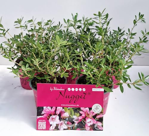 Nugget by Bloombux® Magenta INKARHO® 15-20 cm 1 VE = 5 Stck. | Winterhart, immergrün & bienenfreundlich – mit Magenta-Blüte im Frühling, ideal für Beet, Kübel & Hecken