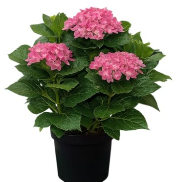 Hydrangea Rosa Auténtica Planta Viva Natural Hortensia en Maceta con Flores Románticas y Vivas