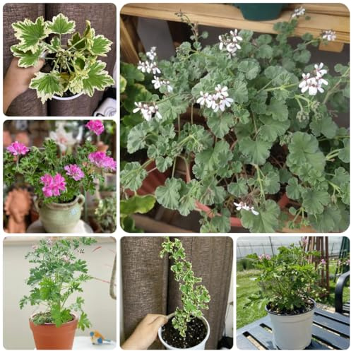 semi di geranio profumati - pelargonium graveolens - culinarie, rare di geranio limone orto da orto, 60pcs
