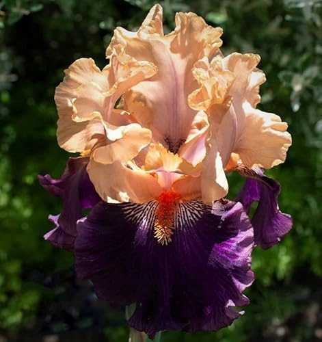Petalpalooza, Colorful Bearded REBLOOMING IRIS (1) Rhizome/Bulb/Root Ready for Planting Now