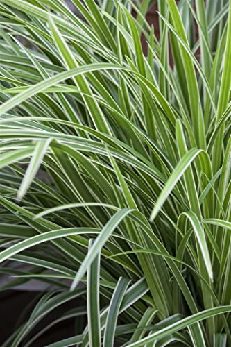 Carex morrowii 'Ice Dance' – Winterhart, Immergrün, Pflegeleicht – Japan-Segge – Bodendecker für Schattenbeet & Kübel