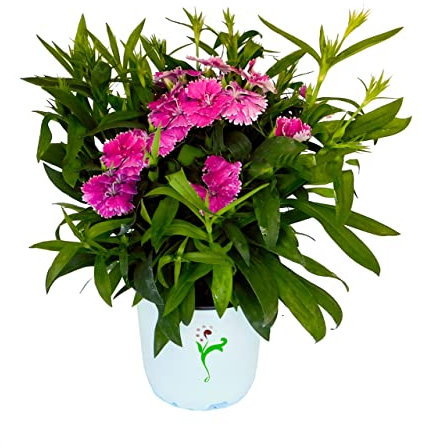 Dianthus Chinensis o Clavel Chino Natural Planta de Exterior Ideal para dar Colorido a tu Jardín