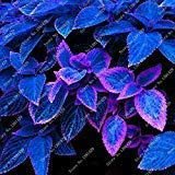 Graines de Coleus bleu, belles plantes à fleurs, bonsaï en pot, balcon, couleur magique par SVI Paquet de 100 graines