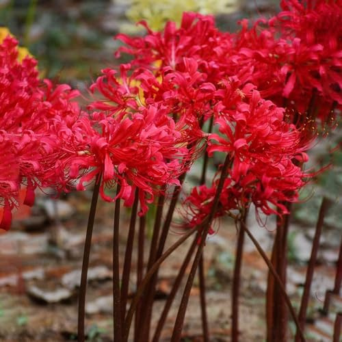 giglio ragno, giglio di sangue - di lycoris radiata decorazione soggiorno resistenti in vaso tappezzante resistente 10bulbi