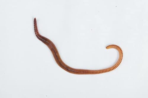 Livefoods4u Live Dendrobaena Worms Small 50-75mm 35 | Reptile & Fish Food