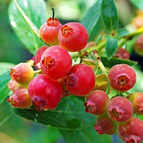 60 graines de fruits de myrtille rouge