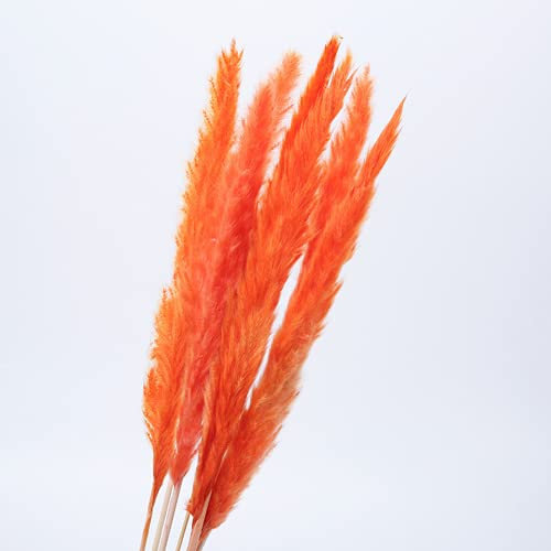 YIWOYI Getrocknetes Pampasgras, Dekoration, klein, Bulrush, natürlich, klein, getrocknete Blumen, Pampasgras, Phragmiten, Pflanzen für Hochzeitsdekoration (Orange), 15 Stück