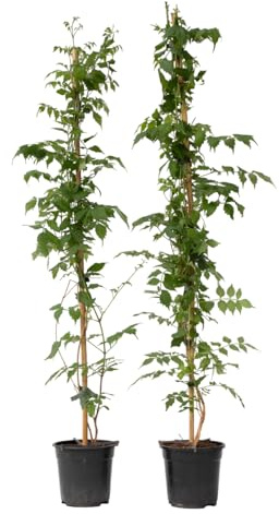 Plant in a Box - Campsis 'Mme Galen' XL - 2er Set - Gartenpflanze - Kletterpflanze - 17 cm - Höhe 110-120 cm