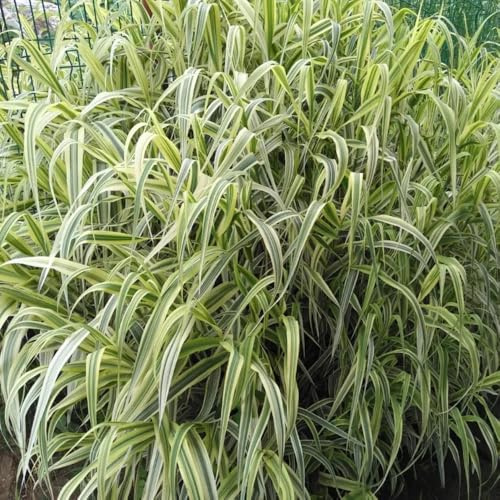 Ziergras - blumenwiese herbstaussaat ziergräser geschenke für gärtner gartenpflanzen winterhart geschenke für gartenliebhaber 200Samen