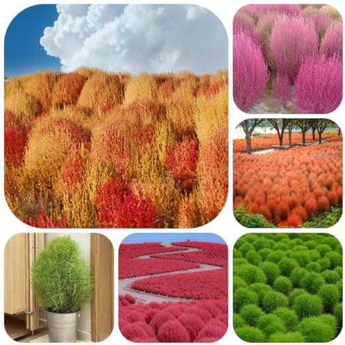 semi di kochia scoparia da interno cipresso estivo per esterno resistenti all'inverno perenni resistenti all'esterno 1000pcs