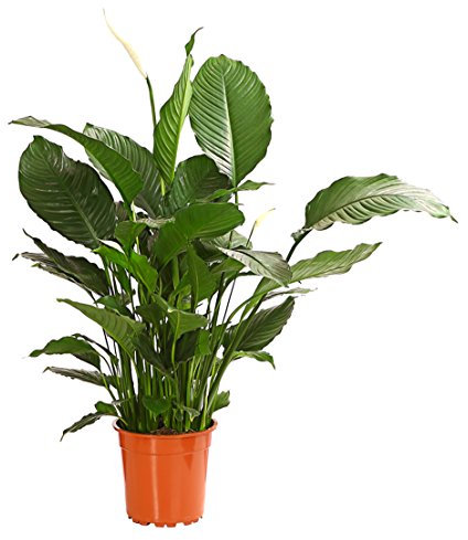 Dehner Einblatt Silvana, weißer Blütenkolben, ca. 90-100 cm, Ø Topf 24 cm, Zimmerpflanze