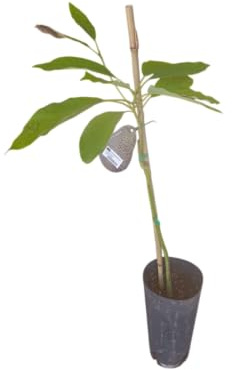Planta de Aguacate Natural – Árbol de 1,5m – Injertado y Listo para Fructificar