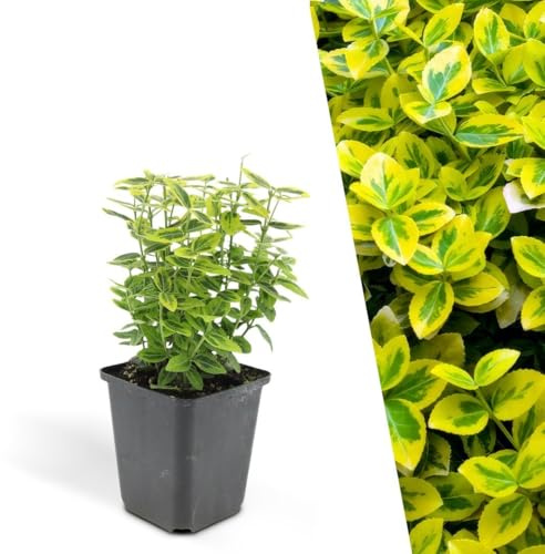 Plants by Frank Euonymus Fortunei Emerald 'n Gold, 48 Stück, Ø 9 cm | Gelbe Spindelstrauch Pflanzen, Bodendecker Winterhart Mehrjährig Immergrün, Zwergstrauch, Topf 9 cm, Höhe: 15 cm