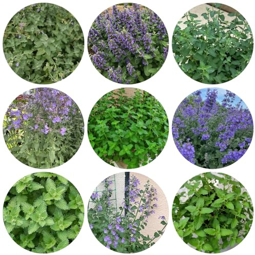katzenminze mehrjährig winterhart - bodendecker bodendecker indoor garten exotische gartenkräuter 1000samen