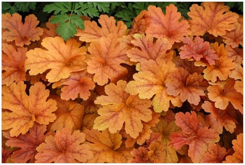 Stauden Gänge 3 x Heucherella Hybride 'Buttered Rum' winterhart | Purpurner Bodendecker für Halbschatten bis Schatten, Blüte Mai bis Juli, mehrjährig, 1 L Topf (11x11 cm)