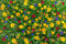 3000 (10 g) Samen Sommer Blumen Wiesen Mischung Bienen Wildblumen Bunte Wiese
