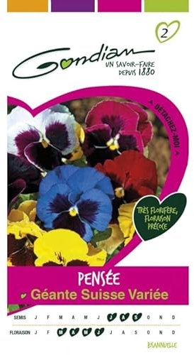 Gondian - Pensée Géante Suisse variée