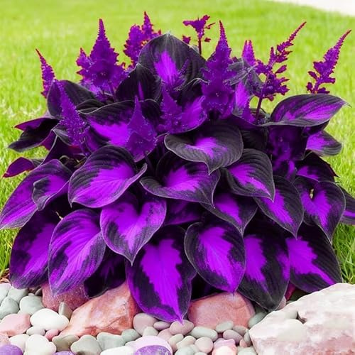 280+ Hosta Seeds for Planting - Hardy Perennial Ground Cover with Lush Fragrant Foliage, Thrives in Partial Shade Low Maintenance Long-Lasting Beauty for Garden Landscaping, Borders & Outdoor Decor