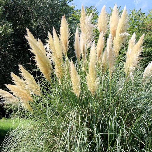 Cortaderia Selloana Tiny Pampa - Mini herbe de la pampa d'extérieur