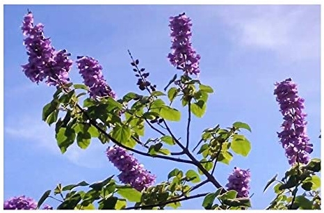 Pcs - 10x Paulownia Tomentosa Blauglocken Arbre Jardin Plantes - Graines ID148 - Seeds & Plants Shop by Ipsa
